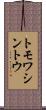 トモワシントウ Scroll