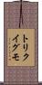 トリクイグモ Scroll