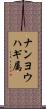 ナンヨウハギ属 Scroll