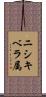 ニシキベラ属 Scroll