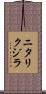 ニタリクジラ Scroll