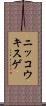ニッコウキスゲ Scroll