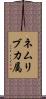 ネムリブカ属 Scroll