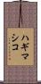 ハギマシコ Scroll