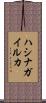 ハシナガイルカ Scroll