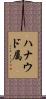 ハナウド属 Scroll