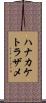 ハナカケトラザメ Scroll