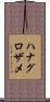 ハナグロザメ Scroll
