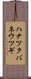 ハナツクバネウツギ Scroll