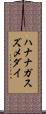 ハナナガスズメダイ Scroll