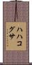 ハハコグサ Scroll