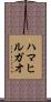 ハマヒルガオ Scroll
