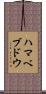 ハマベブドウ Scroll