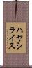 ハヤシライス Scroll