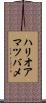 ハリオアマツバメ Scroll