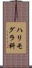 ハリモグラ科 Scroll