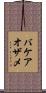 バケアオザメ Scroll