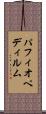 パフィオペディルム Scroll