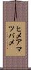 ヒメアマツバメ Scroll
