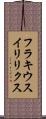 フラキウスイリリクス Scroll