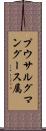 プウサルグマングース属 Scroll