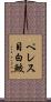 ペレス目白鮫 Scroll