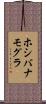 ホシバナモグラ Scroll