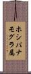 ホシバナモグラ属 Scroll