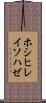 ホシヒレイソハゼ Scroll
