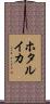 ホタルイカ Scroll