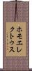 ホモエレクトゥス Scroll