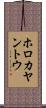 ホロカヤントウ Scroll