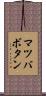 マツバボタン Scroll