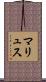 マリュス Scroll