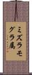 ミズラモグラ属 Scroll