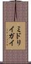 ミドリイガイ Scroll