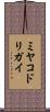 ミヤコドリガイ Scroll