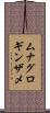 ムナグロギンザメ Scroll