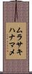 ムラサキハナマメ Scroll