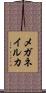 メガネイルカ Scroll
