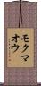 モクマオウ Scroll