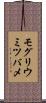 モグリウミツバメ Scroll