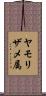 ヤモリザメ属 Scroll