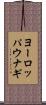 ヨーロッパウナギ Scroll