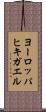 ヨーロッパヒキガエル Scroll