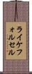 ライケフォルセル Scroll