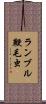 ランブル鞭毛虫 Scroll