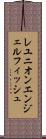 レユニオンエンジェルフィッシュ Scroll