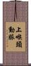 上喉頭動脈 Scroll