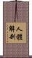 人體解剖 Scroll